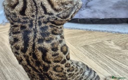 Bengal cats for sale: Bengal boy - Image 10
