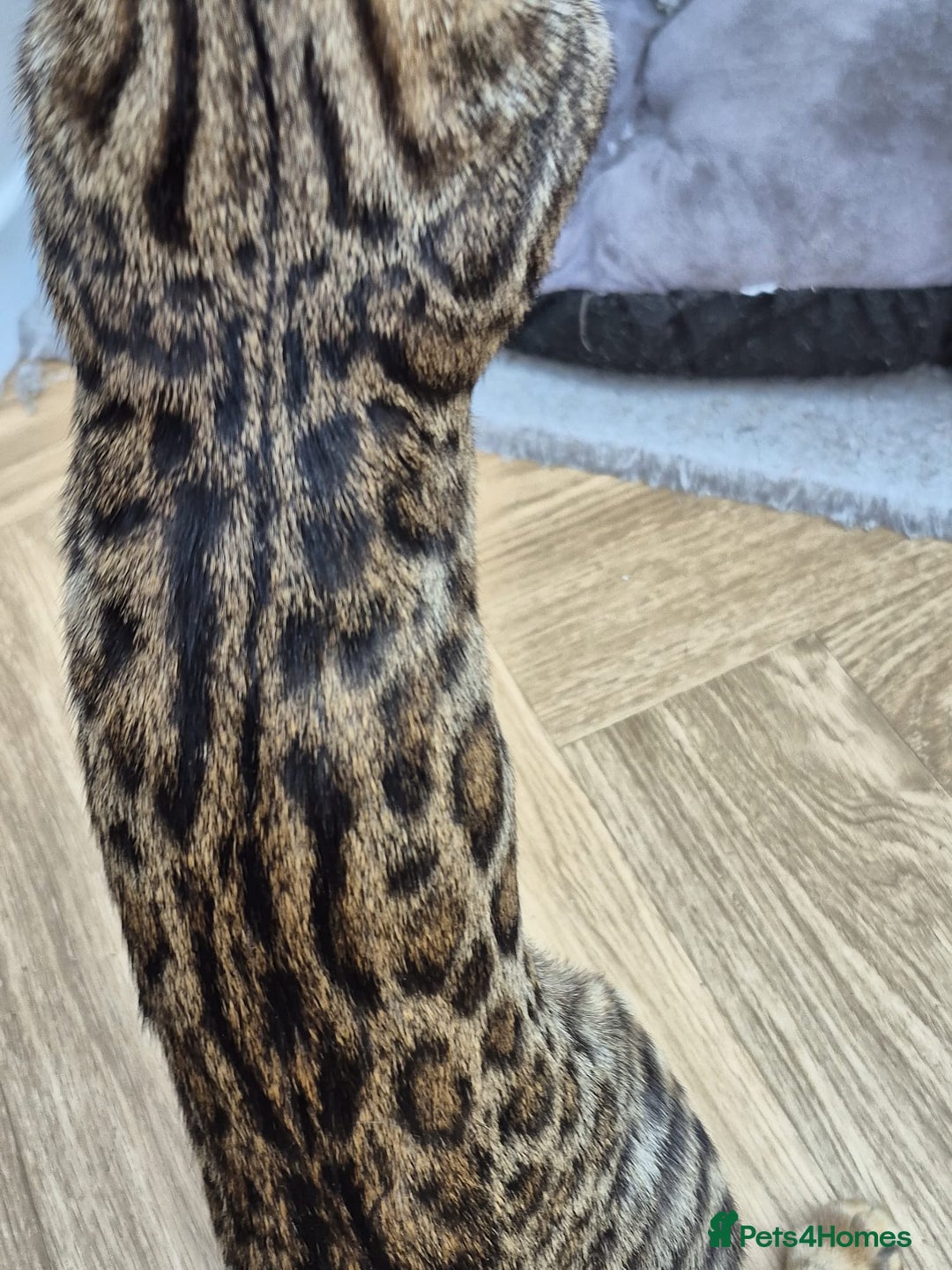 Bengal cats for sale: Bengal boy - Image 10
