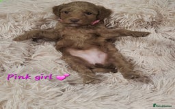 Cockapoo dogs for sale: Reduced!! Stunning F1B Toy Cockapoo Puppies  - Image 14