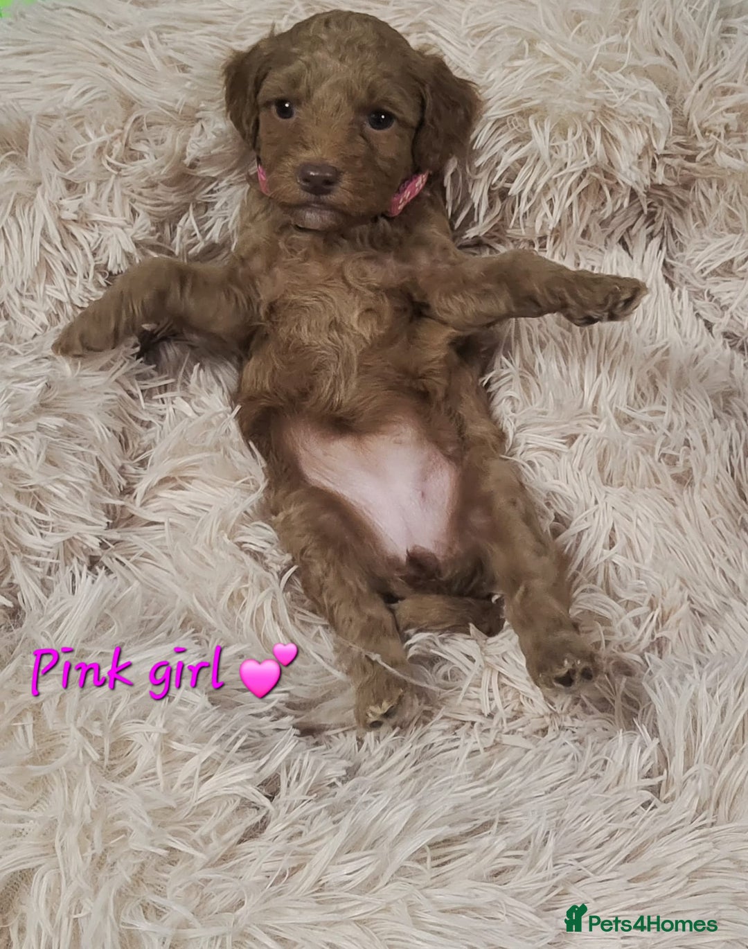 Cockapoo dogs for sale: Reduced!! Stunning F1B Toy Cockapoo Puppies  - Image 14