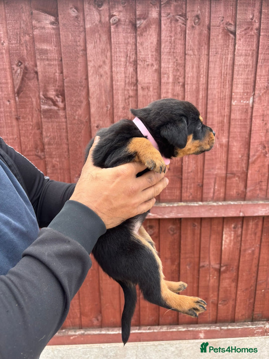 Rottweiler dogs for sale: Pure rottweiler  - Image 12