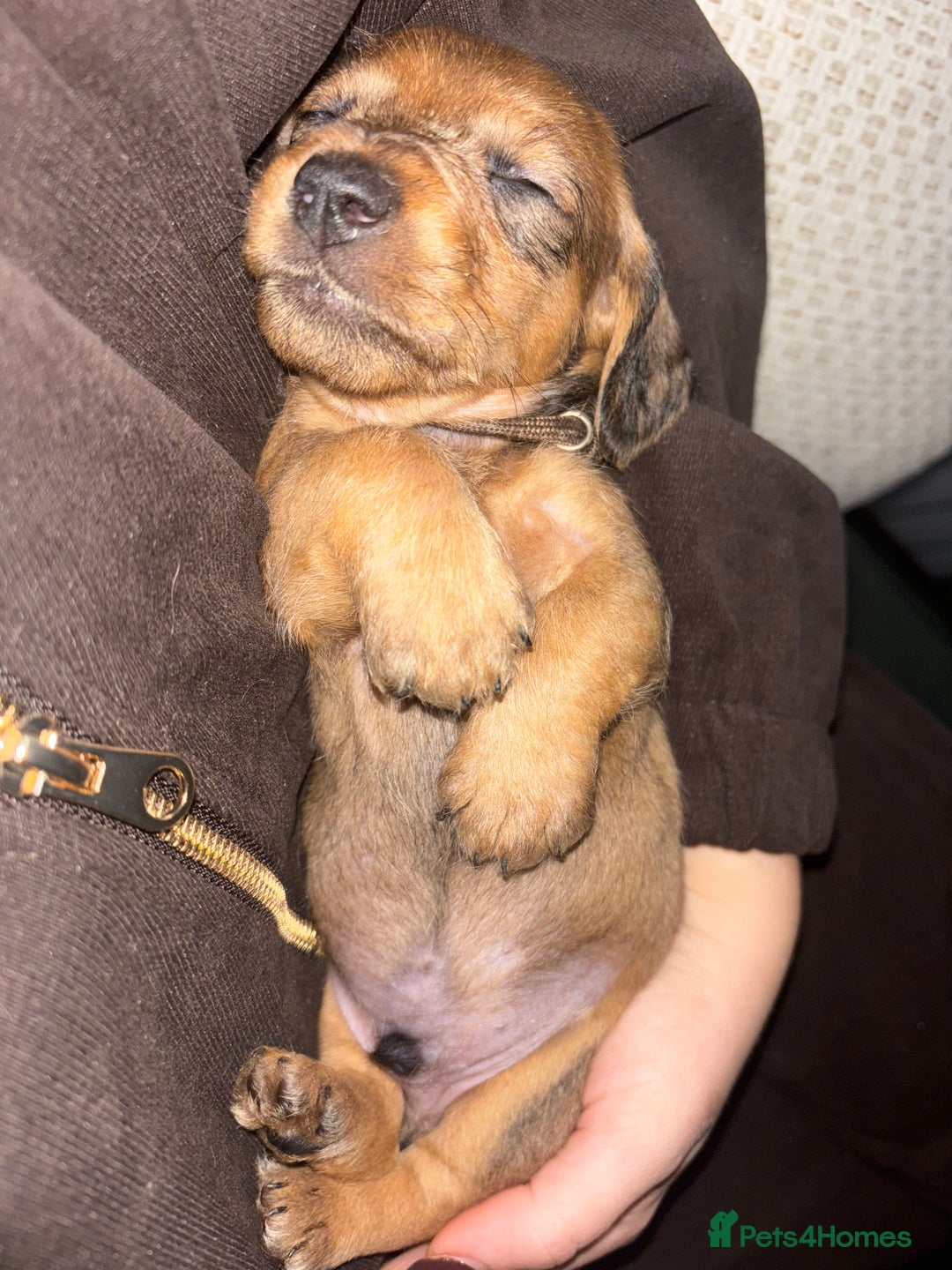 Dachshund dogs for sale: Tekel (wire haired dachshund) puppies for sale  - Image 5