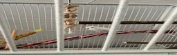 Budgerigars birds for sale: White budgie plus full cage set up - Advert 1