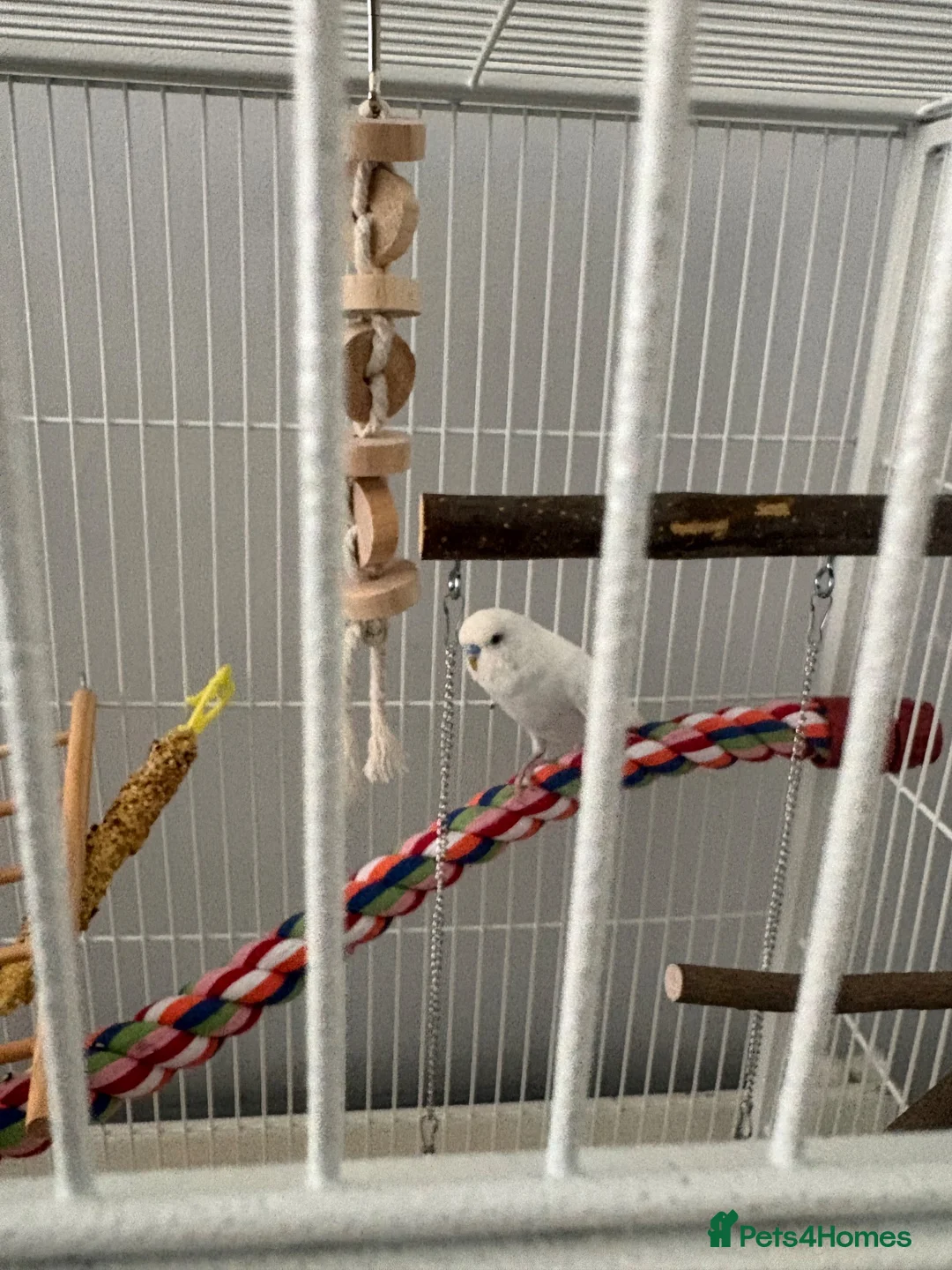 Budgerigars birds for sale: White budgie plus full cage set up - Advert 1