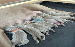 Mastiff dogs for sale: Neapolitan Mix - Image 1