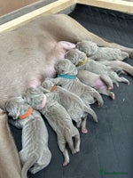 Mastiff dogs Neapolitan x Cane Corso Mix - Advert 2