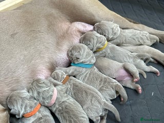 Mastiff dogs - Advert 1