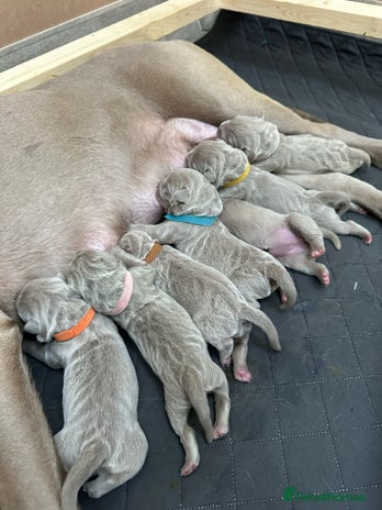 Mastiff dogs - Advert 4