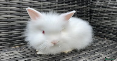 Lionhead rabbits - Advert 4