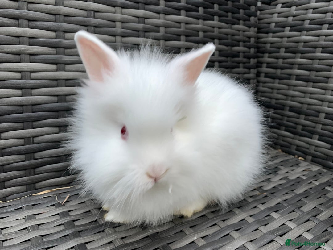 Mane Fluffy Lionhead Rabbit Beautiful Double Mane Lionhead Bunny