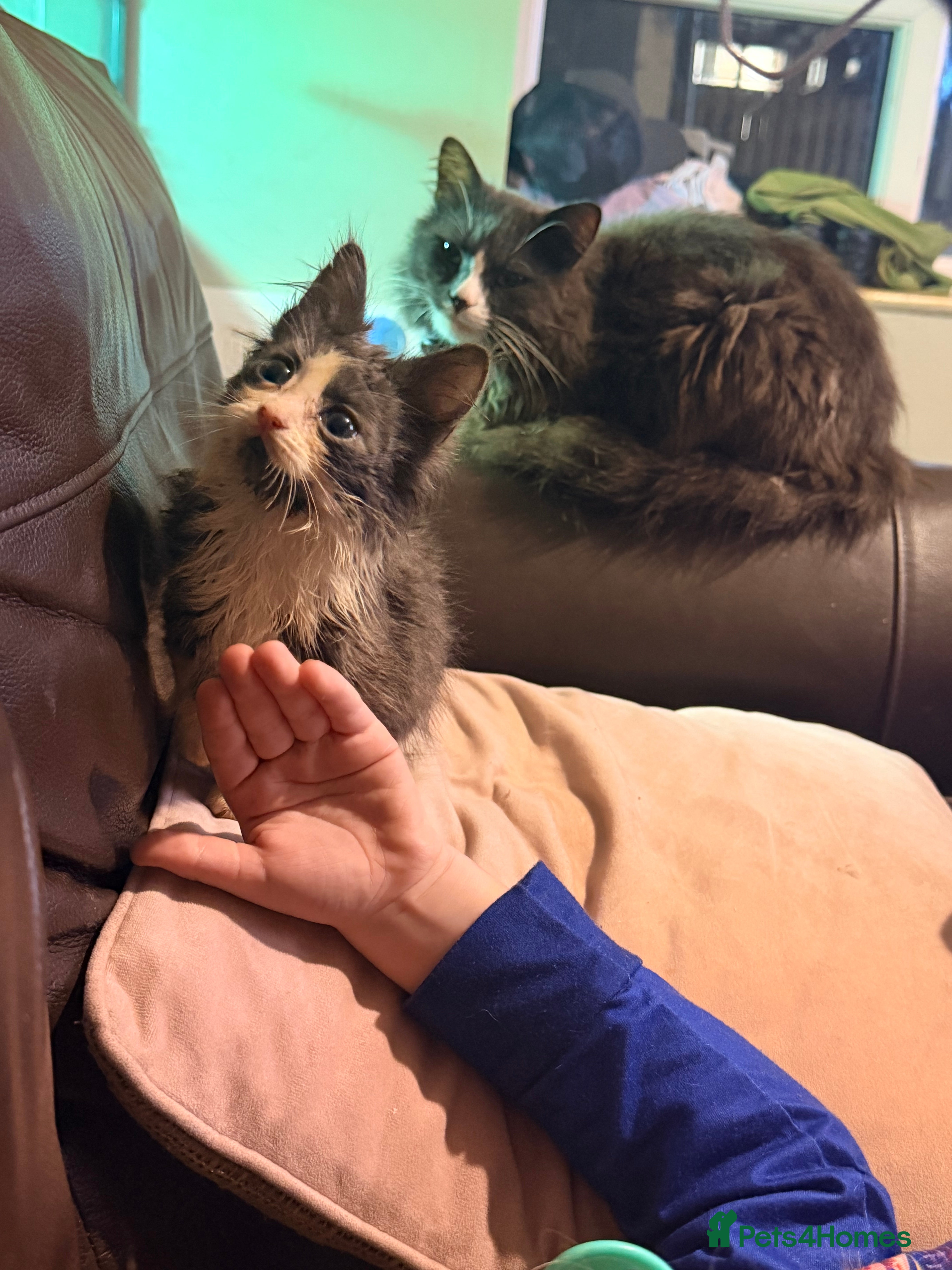 Mixed Breed cats Grey and white longhaired ragdoll x kitten  - Advert 18