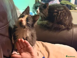 Mixed Breed cats Grey and white longhaired ragdoll x kitten - Advert 18