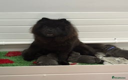 Chow Chow dogs for sale: Beautiful blue chow chow litter 💙 - Image 9