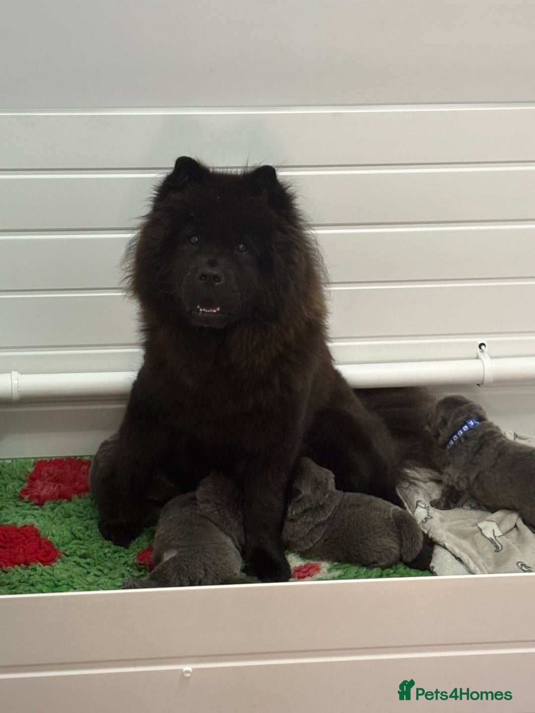 Chow Chow dogs for sale: Beautiful blue chow chow litter 💙 - Image 9