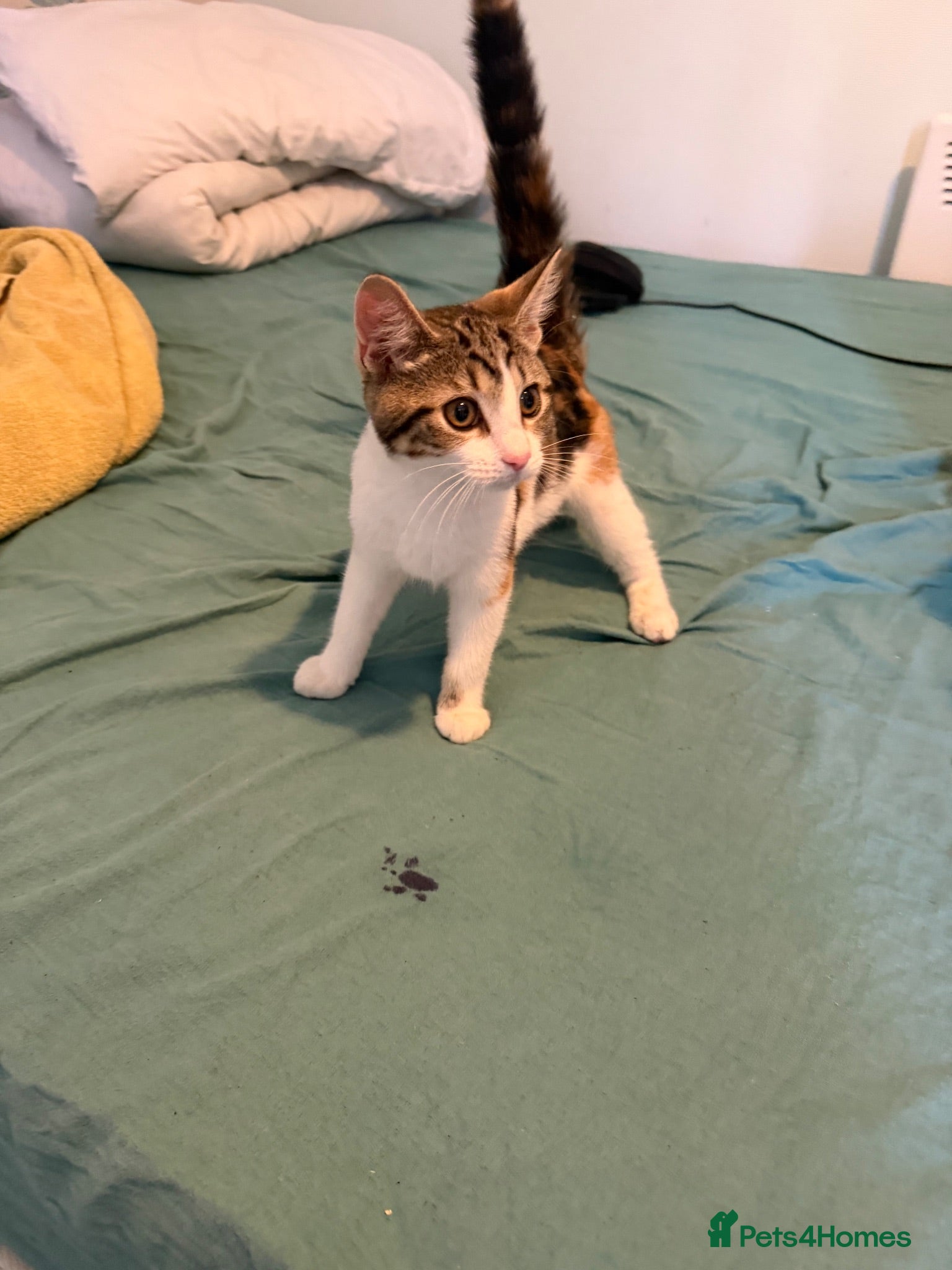 Mixed Breed cats Tilly - Advert 12