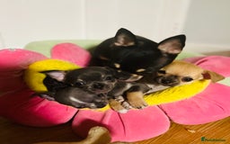 Chihuahua dogs for sale: Pure bred Chihuahua puppies - Image 27