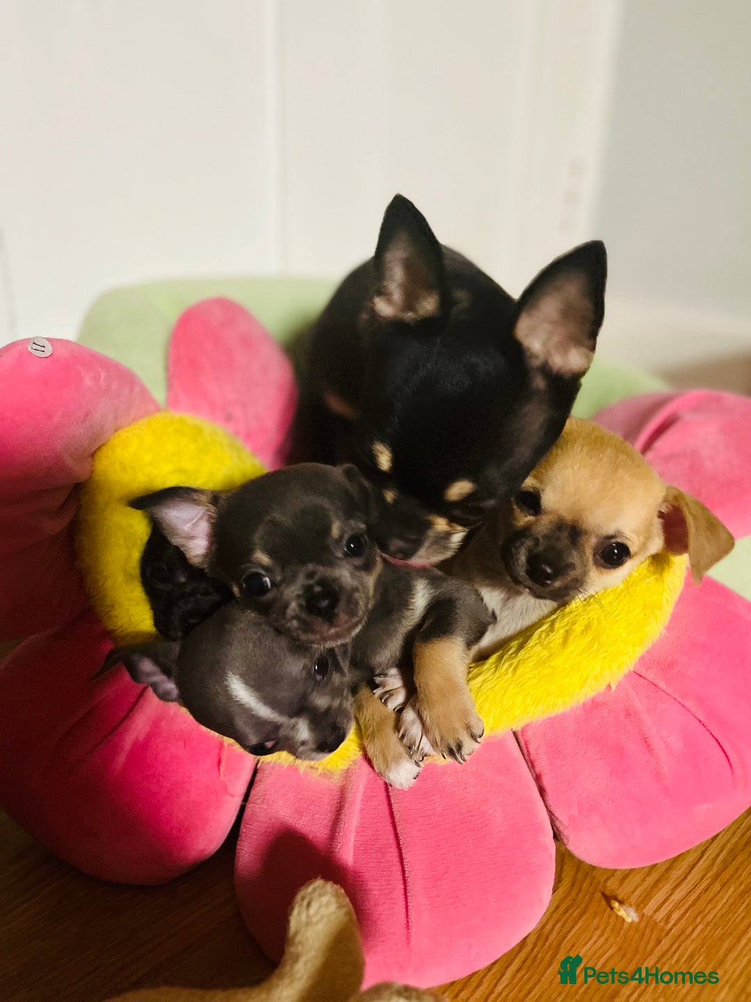 Chihuahua dogs for sale: Pure bred Chihuahua puppies - Image 27