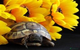 Hermann Tortoise reptiles for sale: Herman boettgeri hatchlings.  - Image 5