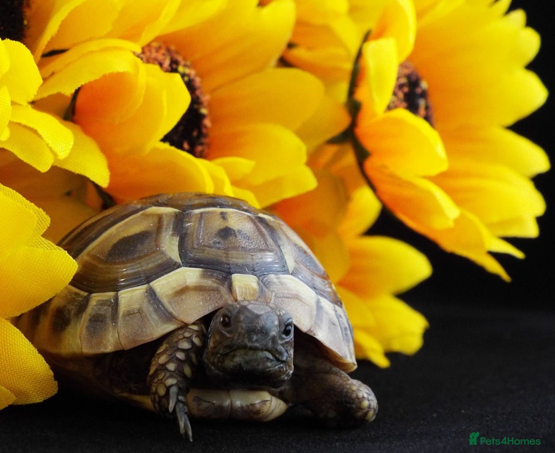 Hermann Tortoise reptiles for sale: Herman boettgeri hatchlings.  - Image 5