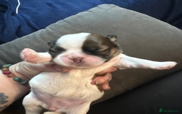 Shih Tzu dogs for sale: Shih tzu pups  - Image 6