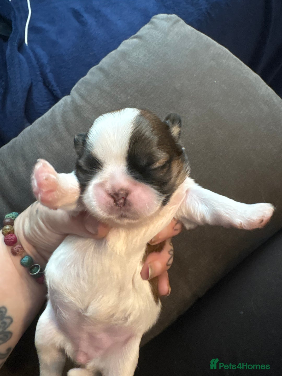 Shih Tzu dogs for sale: Shih tzu pups  - Image 6