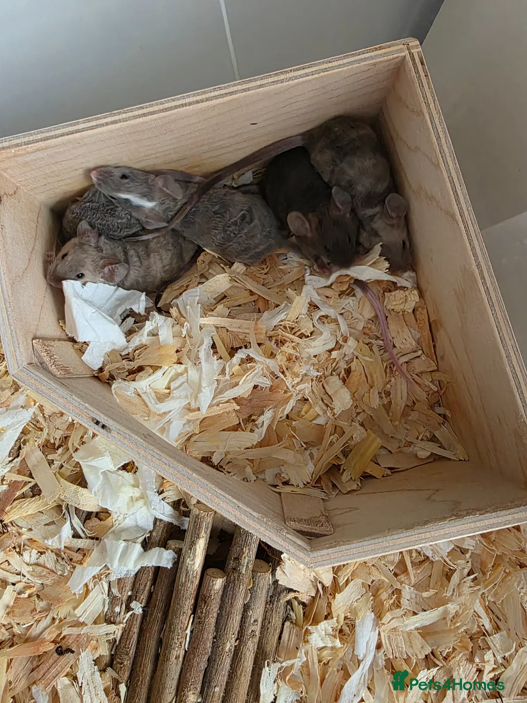 Mouse rodents for sale: 8 girls and 1 boy - Advert 9