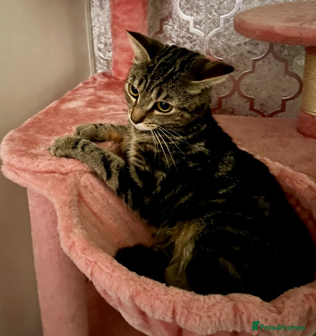 Mixed Breed cats for sale: Loving tabby cat looking for forever home ASAP - Image 2
