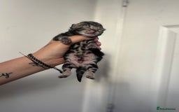 Maine Coon cats for sale: 1/4 mainecoon - Image 4