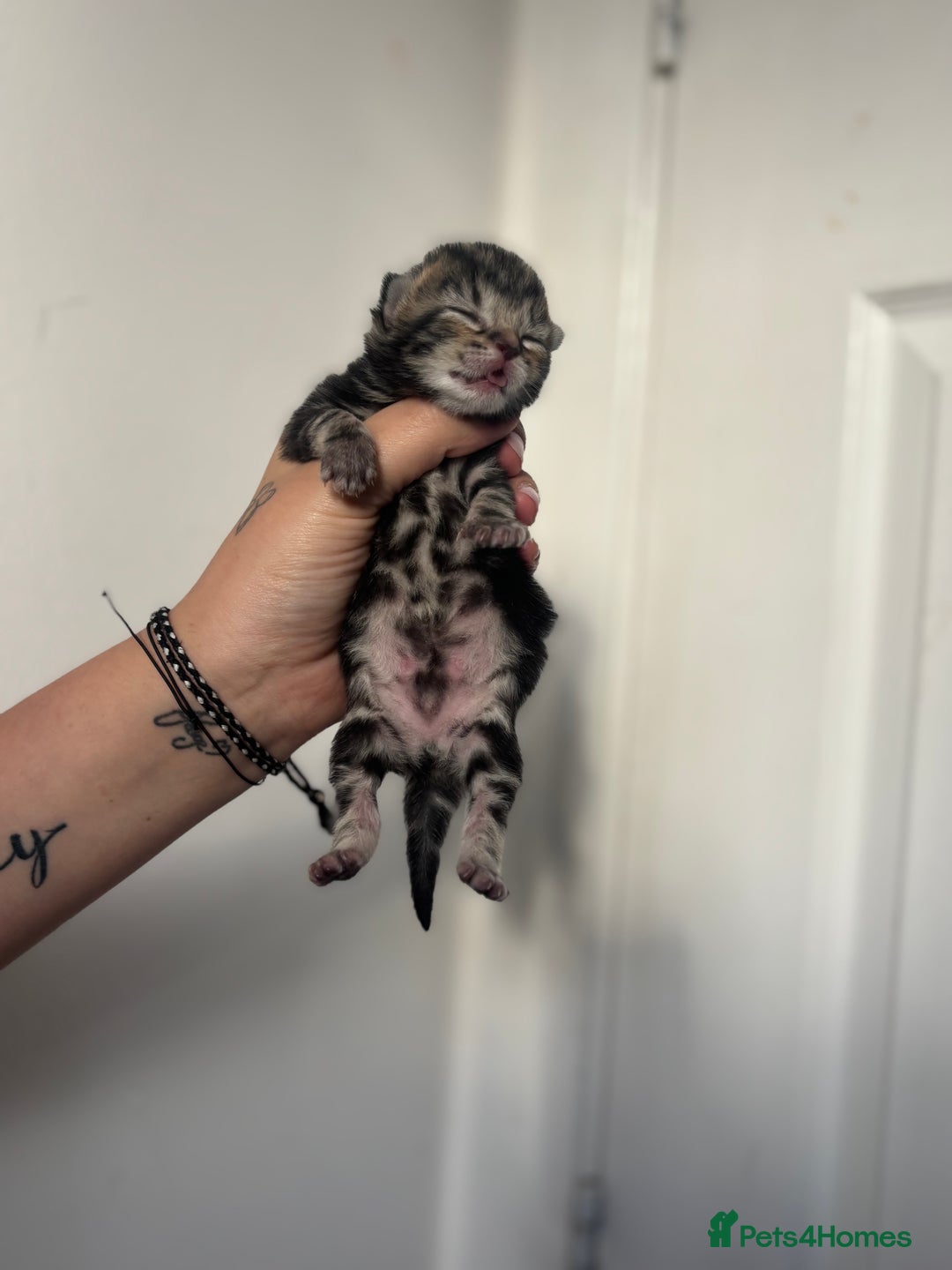 Maine Coon cats for sale: 1/4 mainecoon - Image 4