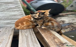 Mixed Breed cats for sale: Two litters of kittens available - Image 4