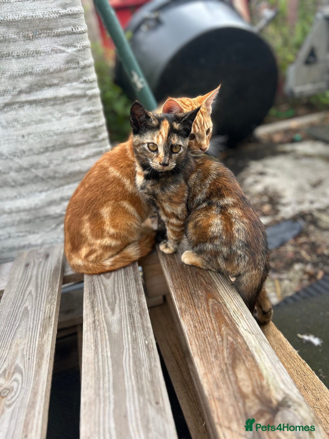 Mixed Breed cats for sale: Two litters of kittens available - Image 4