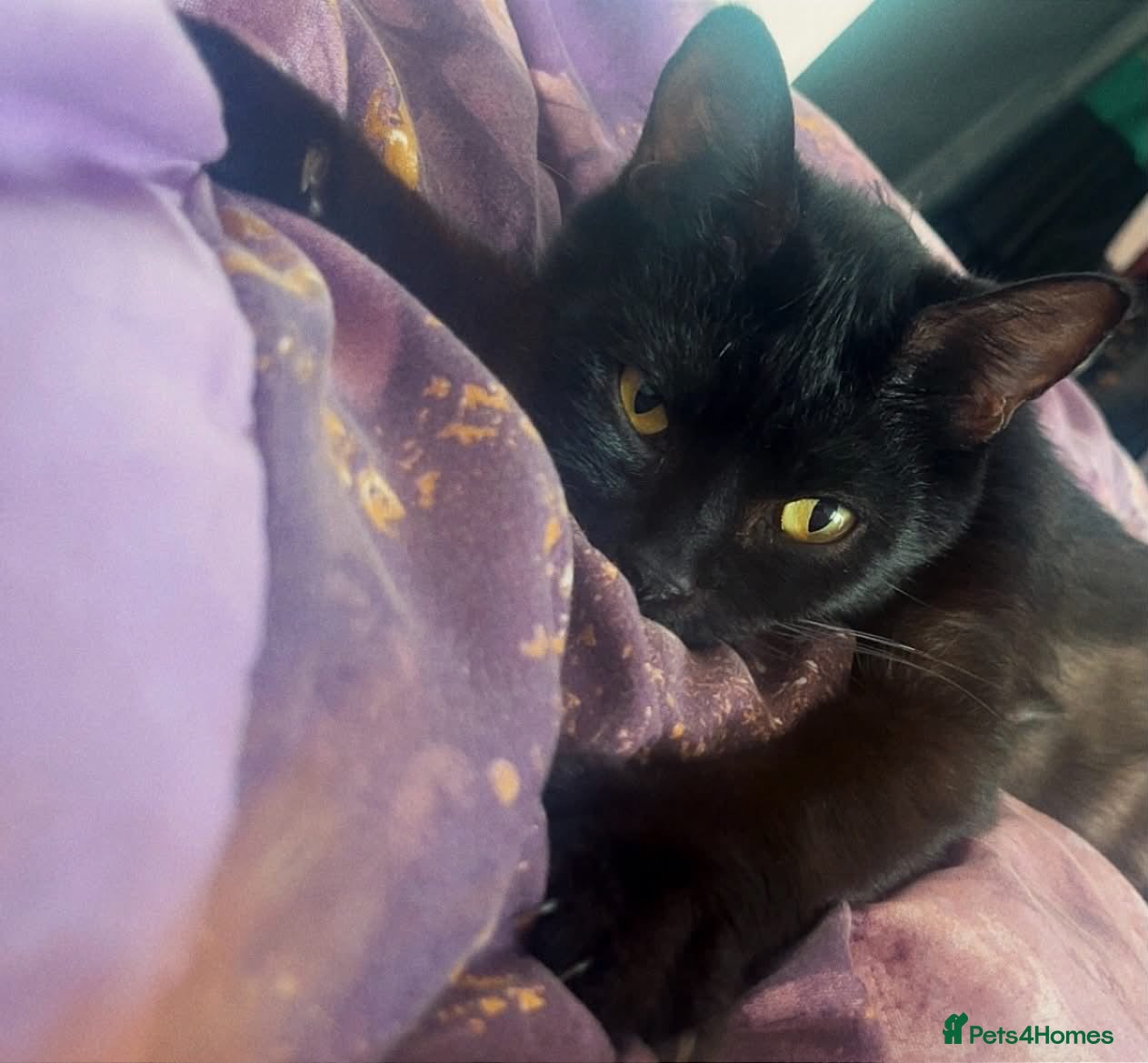 Mixed Breed cats Clover and socks READ THE DESCRIPTION💔 - Advert 1
