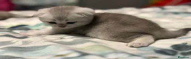 Scottish Fold 3