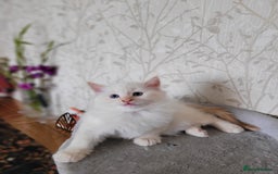 RagaMuffin cats for sale: Ragamuffin kittens  - Image 2