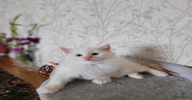 RagaMuffin cats - Advert 1