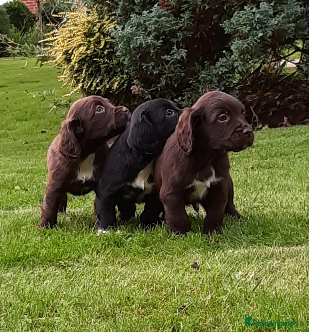 Sprocker dogs for sale: F1 Sprocker Spaniel  - Advert 11