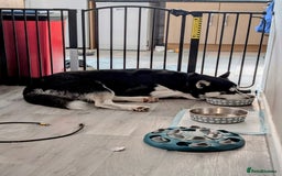 Siberian Husky dogs for sale: Krypto- 1yr Husky, Friendly, Goofy boy. Offers ok - Image 5