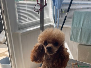 Toy Poodle dogs - Advert 20