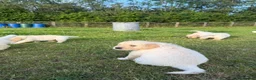 Golden Retriever dogs for sale: Mack/ Bryn Bach Golden X Evie/ Angel Annwyl - Advert 6