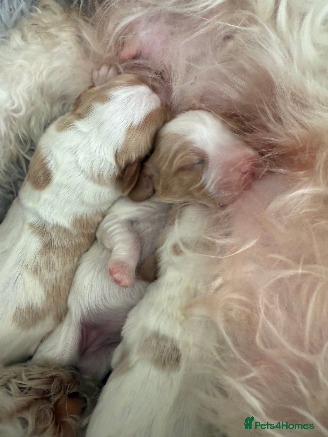 Cavachon dogs for sale: Cavachon - Advert 4