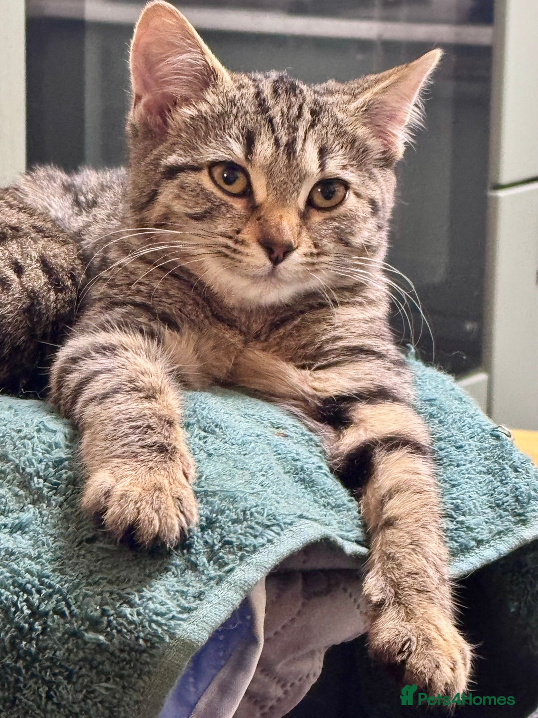 Bengal cats for sale: Incredibly friendly Bengal X Ragdoll - Advert 11