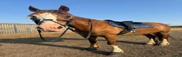 Welsh Section D horses for sale: Section D 14.2h mare - Advert 7
