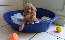 Toy Poodle dogs for sale: Charming Toy Poodle Puppies - Image 23