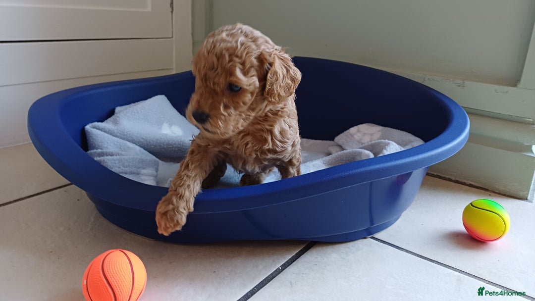 Toy Poodle dogs for sale: Charming Toy Poodle Puppies - Image 23