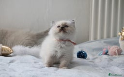 Ragdoll cats for sale: Active TICA princesses 👑❤️🩷💜 - Image 23