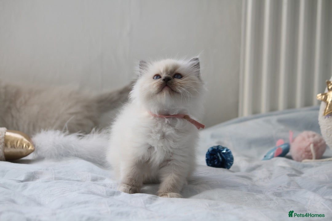 Ragdoll cats for sale: Active TICA princesses 👑❤️🩷💜 - Image 23