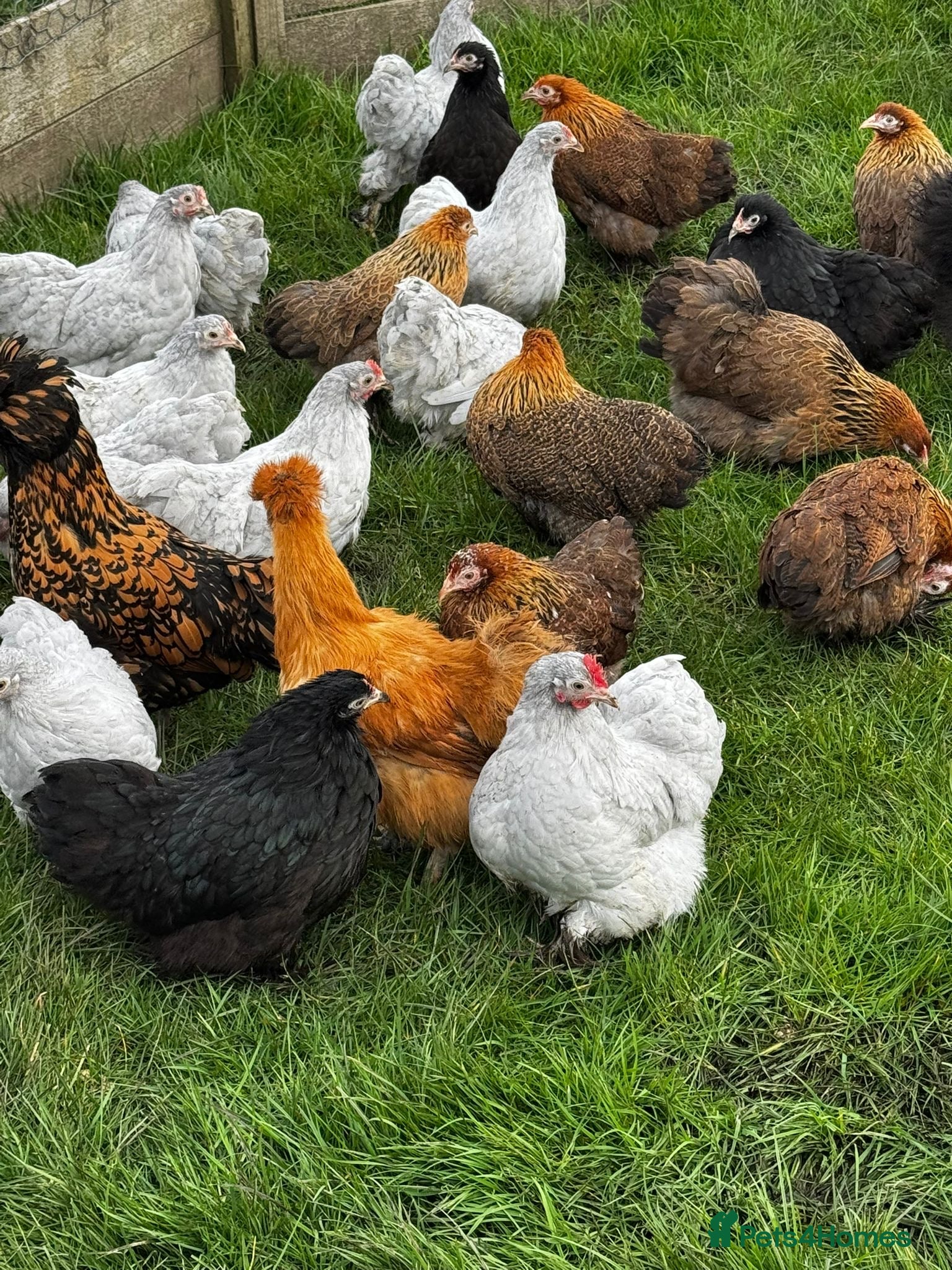 Chickens poultry Selection of Bantam chickens for sale  - Advert 1
