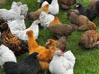 Chickens poultry for sale: Selection of Bantam chickens for sale - Advert 3