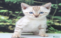 Bengal cats for sale: CUTE SNOW LYNX BENGAL KITTENS (TICA REG) - Image 23