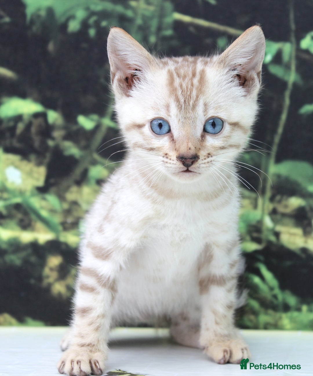 Bengal cats for sale: CUTE SNOW LYNX BENGAL KITTENS (TICA REG) - Image 23